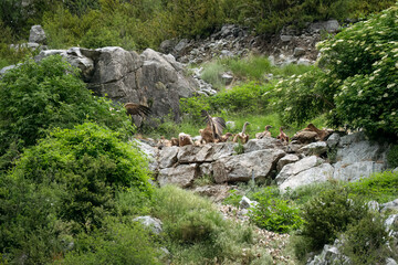 a large Griffon vulture (Eurasion griffon, Gyps fulvus) landing amongst a wake of feeding vultures