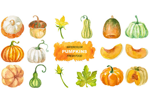 Vector watercolor painted pumpkins clipart. Hand drawn fresh food design elements isolated on white background.