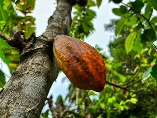 Cocoa fruit, the basic ingredient for making chocolate