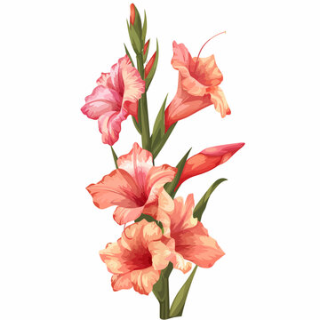 pink gladiolus flowers on white background clip art preview