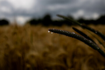krople deszczu, krople, deszcz, rośliny, pole, łąka, listki,zieleń, łodygi, przyroda,natura © Estera