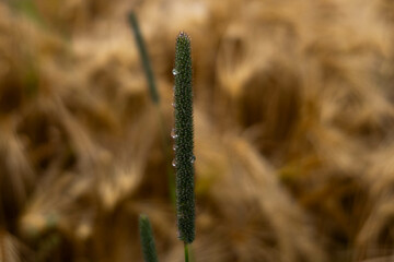 krople deszczu, krople, deszcz, rośliny, pole, łąka, listki,zieleń, łodygi, przyroda,natura © Estera