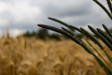 krople deszczu, krople, deszcz, rośliny, pole, łąka, listki,zieleń, łodygi, przyroda,natura © Estera