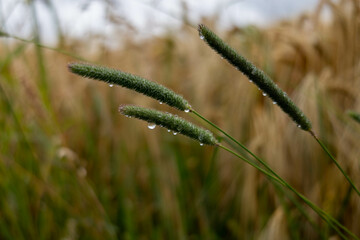 krople deszczu, krople, deszcz, rośliny, pole, łąka, listki,zieleń, łodygi, przyroda,natura © Estera