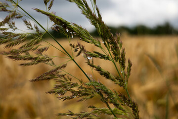 krople deszczu, krople, deszcz, rośliny, pole, łąka, listki,zieleń, łodygi, przyroda,natura © Estera