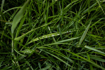 krople deszczu, krople, deszcz, rośliny, pole, łąka, listki,zieleń, łodygi, przyroda,natura © Estera