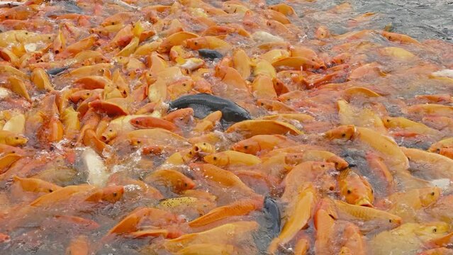 lots of yellow, white and black goldfish and tilapia gather to look for food in the pond
