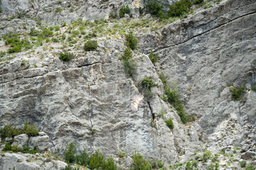 a Griffon vulture (Eurasion griffon, Gyps fulvus) gliding into join a wake of feeding birds