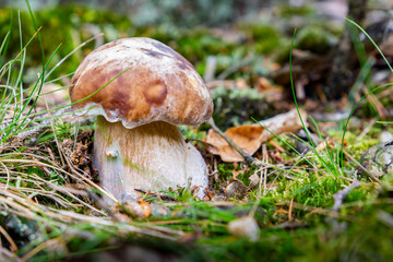 Porcini mushroom (boletus edulis) in the summer forest.