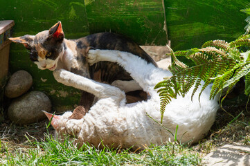 Zwei spielerisch raufende Devon Rex Katzen im Garten