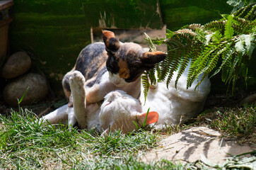 Zwei spielerisch raufende Devon Rex Katzen im Garten
