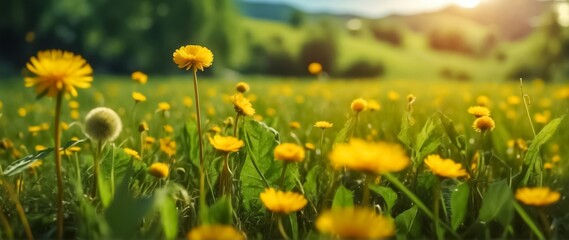 Obraz premium A Vast, Green Field Brimming with Dandelions in Bloom. Beautiful Dandelion Flowers in the Meadow at Sunset. The Dandelion Field in Beautiful Colorful Sunset. Fluffy Dandelions in the Rays of the Sun.