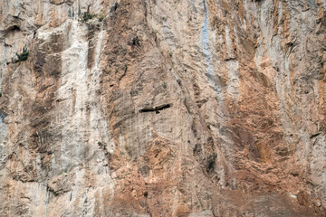 the extremely rare lammergeier bearded vulture (ossifrage, gypaetus barbatus) with Aragon Pyrennes rock mountain backdrop