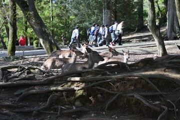 Group of deer resting under trees with people walking in the background in Nara Park, Japan.