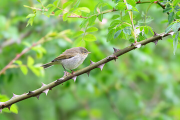 Fledgling Willow warbler, Phylloscopus trochilus, perched on a branch