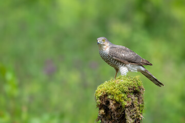 Eurasian Sparrowhawk,Accipiter nisus, perched on a moss covered tree stump