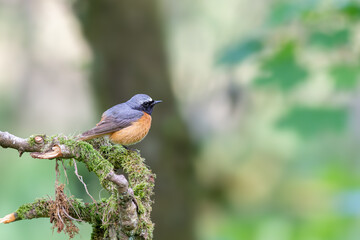 Common male Redstart, Phoenicurus phoenicurus, perched on a moss covered branch