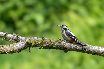 Fototapeta premium Female Great spotted woodpecker, Dendrocopos major, perched on a branch