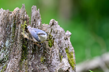 Nuthatch, Sitta europaea, perched on a dead tree stump