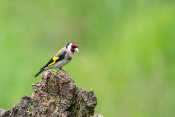 Male Goldfinch, Carduelis carduelis, perched on a dead tree stump