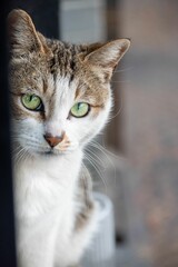 Close-up of a cat with green eyes peeking from behind a wall.
