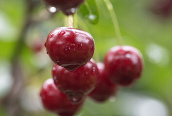 Kirsche, Natur, Bio, Regentropfen, frisch, Früchte, süß, sauer, rot, dunkelrot