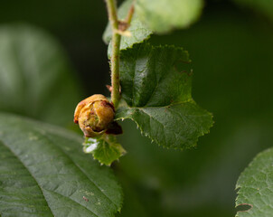 Haselnuss, Blüte, Gras, Gräser, Tropfen, zart, Bio, Natur, Natürlich