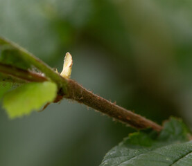 Haselnuss, Blüte, Gras, Gräser, Tropfen, zart, Bio, Natur, Natürlich