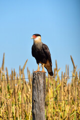 Hawk sitting on a fence post