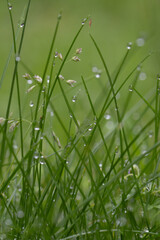 Gras, Gräser, Tropfen, zart, Bio, Natur, Natürlich