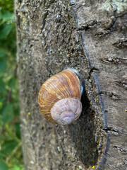 Schnecke kriecht mit ihrem Häuschen an einem Baumstamm hinauf