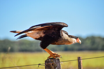 Hawk sitting on a fence post