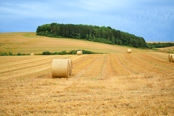 Fototapeta premium Large round bales of straw on a farmer's field after harvest.