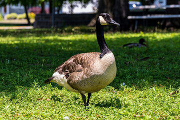 Canada Goose