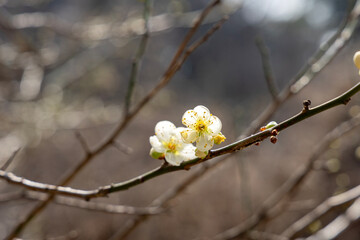 spring blossom in spring
