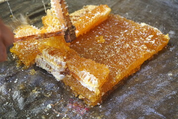 
Honey cells on fabric, ready for press. Mechanical honey press from fabric. Honey processing