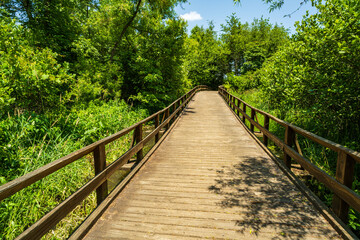wooden bridge in the forest
