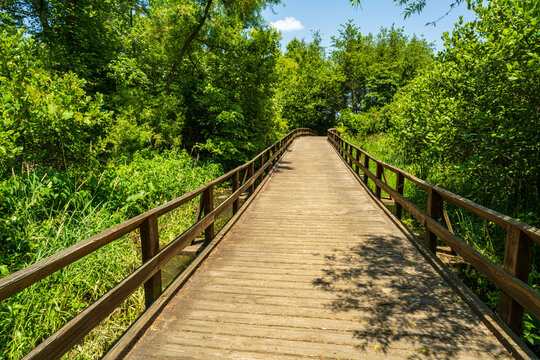 wooden bridge in the forest