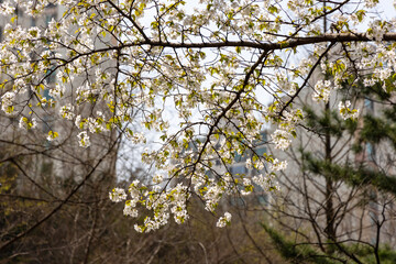 blooming tree in spring