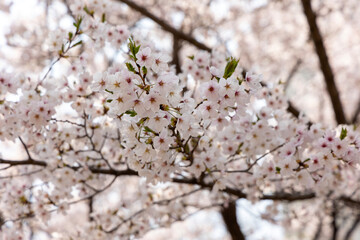 blossom in spring