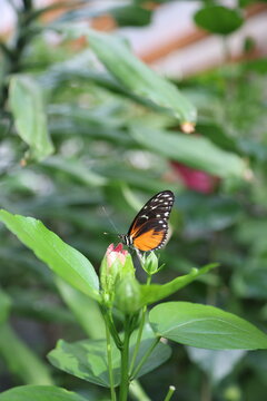 Heliconius Hecale Zuleika butterfly on flower in tropical garden