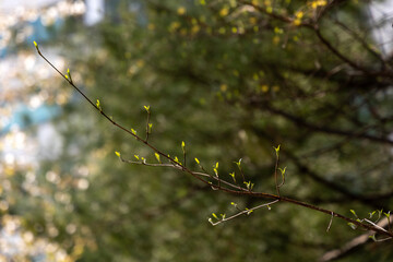 buds on tree branches