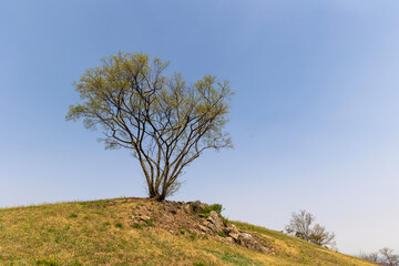 Obraz premium tree on the hill