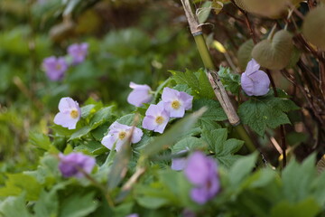 6月初頭の白樺山で見かけたシラネアオイ