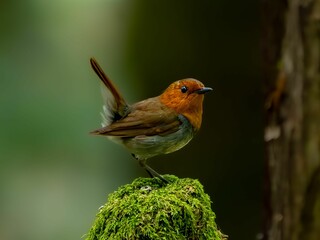 森の中で苔の生えた枯れ木に留まっているコマドリの雄