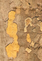 Cracked wooden bark