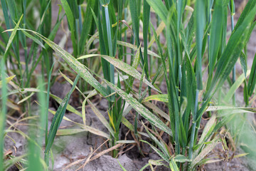 Powdery mildew (Erysiphe, Blumeria graminis f.sp. tritici) infection on a wheat, cereal crop fungi.