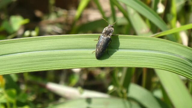 揺れる草にしがみ付くコメツキムシ
