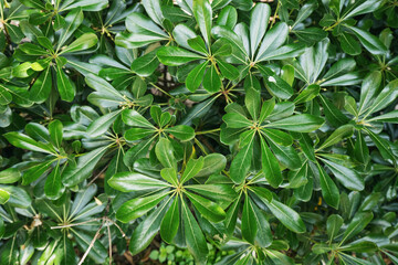 A lush green bush with leaves that are shiny and wet