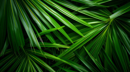 Striped of palm leaf, Abstract green texture background.